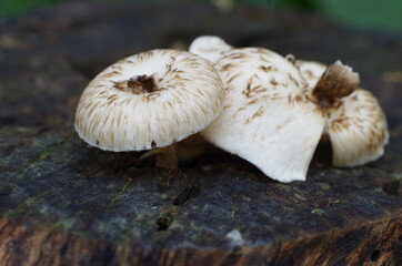 white fresh wild mushrooms forest wallpaper background