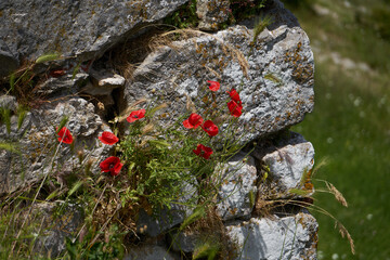 Poppy flower isolated in green field on a sunny day during springtime Pictorial close up view