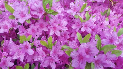 fruit, scenery, flower, nature, garden, plant,