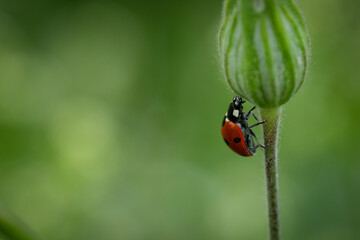 Red ladybug at a green plant