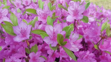 fruit, scenery, flower, nature, garden, plant,