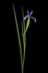 Fototapeta na wymiar Violet flower of marsh iris, lat. Iris pseudacorus, isolated on black background