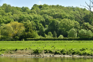 Troupeaux de bernaches du Canada dans un milieu sauvage le long de l'Ourthe &agrave; Esneux au sud de Li&egrave;ge
