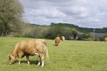 Les vaches limousines