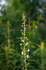 Stalky flowering plant in early bloom