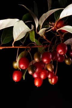 organic goumi berry in black background