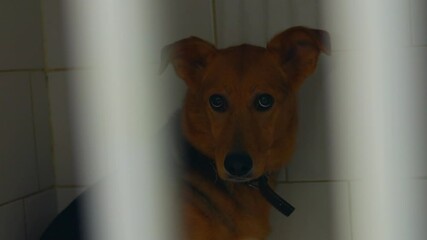 stressed sad pet in shelter adopting an animal concept