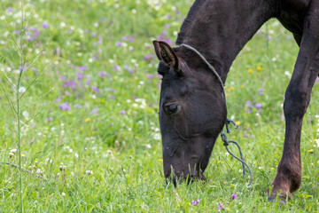 horse in the meadow