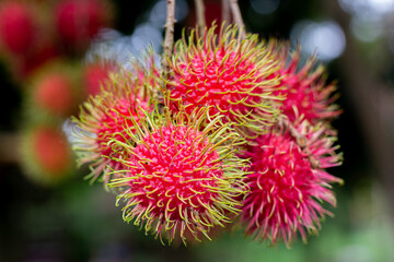 Rambutan on the tree. Rambutan is a tropical fruit, sweet taste.