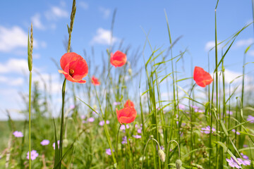 Mohn Blumen inmitten einer wilden Wiese