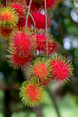 Rambutan on the tree. Rambutan is a tropical fruit, sweet taste.