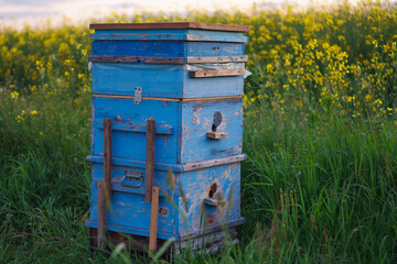 A blue wooden beehive with honey bees is located next to a blooming field.