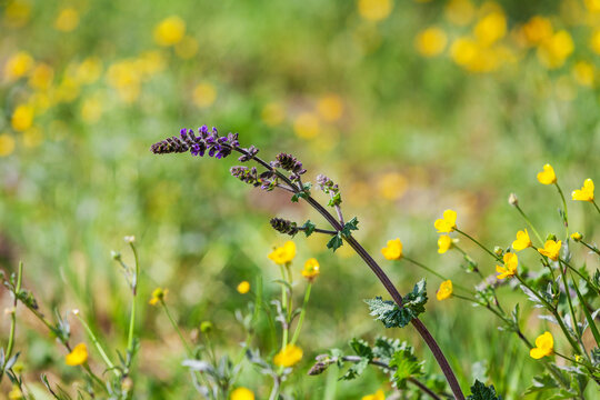 Wild flowers in North Italy