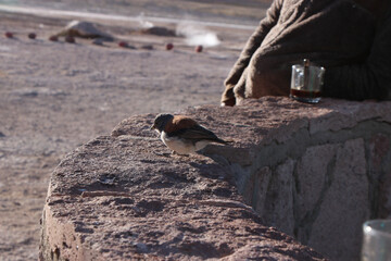 squirrel on the ground