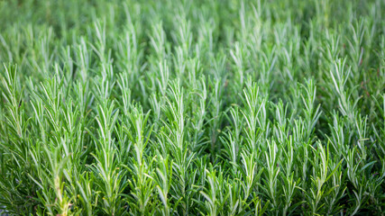 detail of plants of rosemary