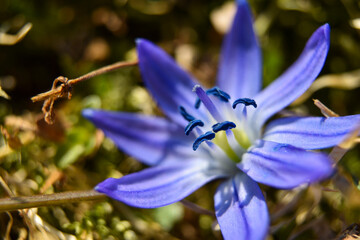 A blue flower, macro shot