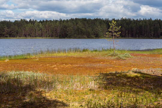 Colorful bog (swamp) at lake shore in Vybord District on the border Russia and Finland. The bog formed with multi-meter layer of sphagnum moss.