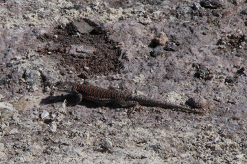 lizard on the rock