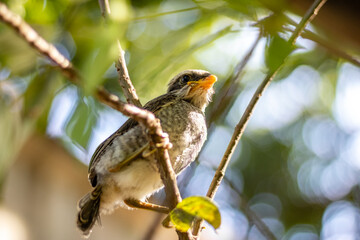 Underside view of a yellow-billed shrike on a tree branch