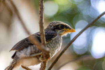 Side view of yellow-billed shrike bird