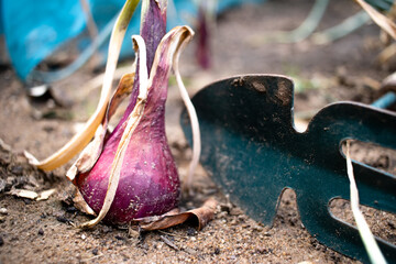 Low angle close up of growing onion next to garden tool