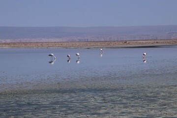 swans on the lake