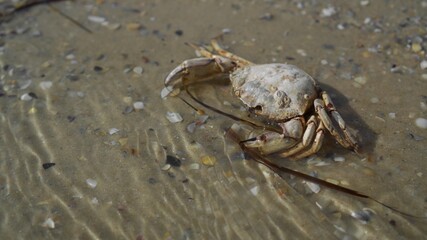 Dead crab on the seashore. Environmental pollution problems. Death of a marine life.