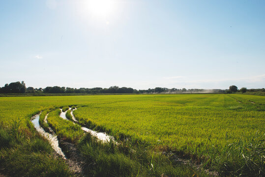 Les rizi&egrave;res de Camargue.