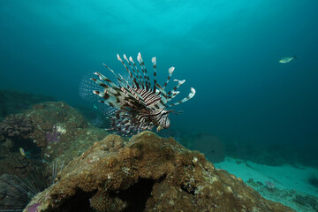 Lionfish and coral