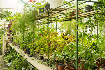 plant seedlings in small plastic pots in greenhouse. Sale of plants, seedlings and flowers for home gardening