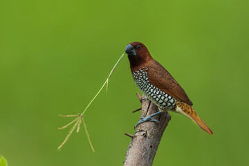 Scaly Breasted Munia with nesting material and green background from Chennai Tamil Nadu