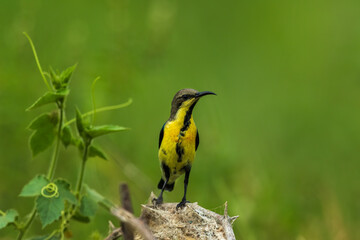 Sunbird with green background from Chennai Tamil Nadu