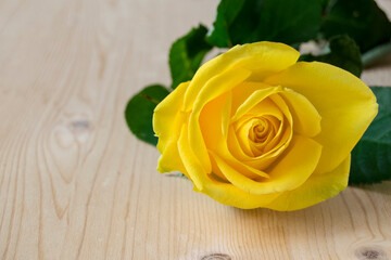 Naklejka premium A beautiful decorative flower with petals of yellow color. One rose flower is on a wooden background..