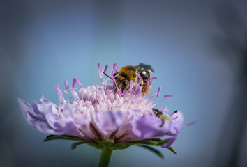 Bee on a flower