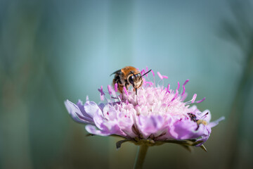 Bee on a flower