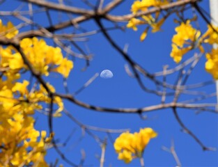 Lua e ipê no Cerrado