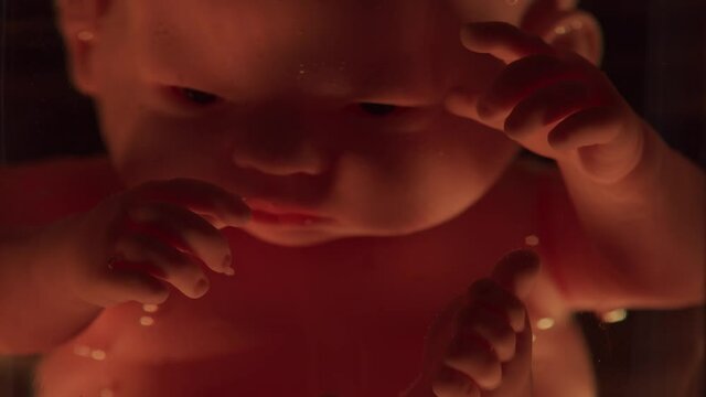 Human baby in a female womb. Embryo development during pregnancy. Imitation with a doll.