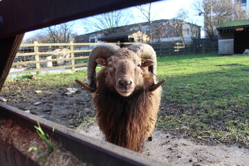 A brown ram with big horns looking into the camera.