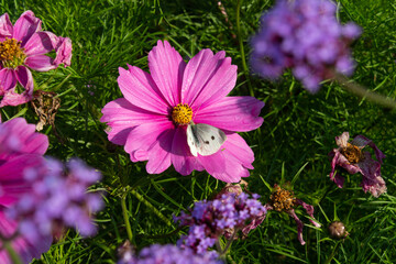 A cabbage white butterfly on a pink cosmos flower.