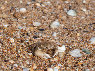 A small crab is thrown by the sea on a shell-and-pebble beach and dies in the sun. The concept of protecting the environment and wildlife