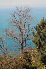 Albero spoglio alto con groviglio di rami seccati mare e cielo