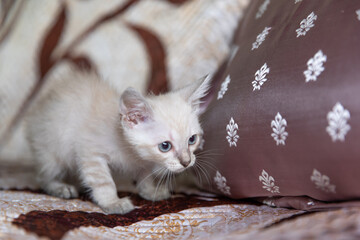 Little kitten tries to hide behind the pillow.