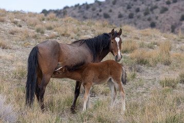 Naklejka na ściany i meble Wild Horse Mare and Her Foal in Utah