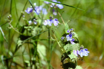 Blue flowers in the green grass in the summer forest