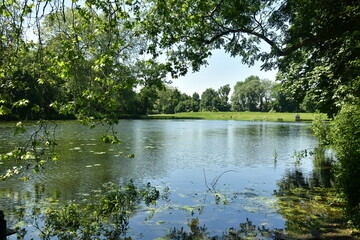 Les eaux claires avec les nénuphars au Grand Canal du parc d'Enghien en Hainaut 