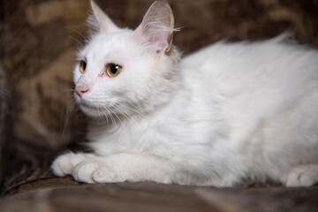 White fluffy cat with cute ears.