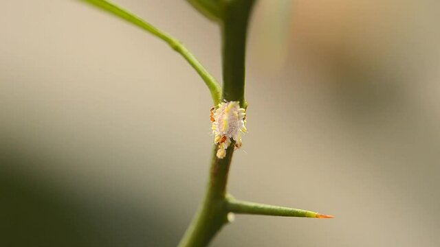 Mutualism symbiosis
ants and aphids 03