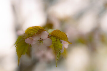 New Year's arrival cherry blossoms