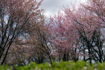 New Year's arrival cherry blossoms