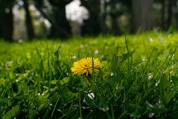 The dandelions that are the protagonists of the moment of spring bloom
